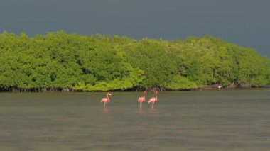 Yakın kadar vahşi Amerikan flamingo akın alarak kapalı bir uçuşta mangrov bataklık Meksika'daki Yucatan Rio Lagartos Haliç, çamurlu nehir üzerinde. Çalışan, kanatlar yaymak ve çırparak pembe flamingolar