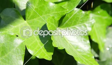 Ağır çekim Dof yakından: İlk yağmur damlaları bırakarak gür yeşil sarmaşık yapraklarda güneşli günde sıcak bahar başlatın. Sıcak Bahar parlayan yeşil yeşillik ne zaman güneş bu hafifçe güneşli bir günde yağmur istatistikleri