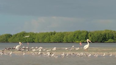 Yakın: Büyük karides üzerinde besleme mangrov kaplı kıyı boyunca gölet ve göllerde egzotik kuşlar sürüsü. Grup martılar, pelikan ve Rio Lagartos, Meksika için çamurlu sığ suda ayakta flamingolar
