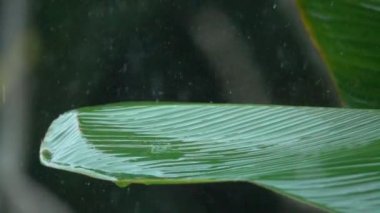 Ağır çekim, makro yakın Up: ağır yaz muson yağış yağmur ormanlarında sırasında gür yeşil muz palmiye yaprağına yağan yağmur damlaları. Waterdrops çamaşır yeşillik. Bahçede yeşil bitki üzerinde dökülen yağmur