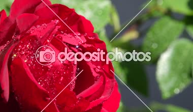 Ağır çekim Dof yakından: Taze yağmur suyu güneşli günde güzel çiçek gül çiçek bırakır. Çiçek açan bahar yağmur. Su damlacıkları köpüklü kırmızı kadife gül çiçek bahar yağmur duş sonra