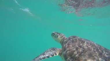 Sualtı ağır çekim yakın çekim: Yeşil deniz güneşli günde açık okyanus gölünde yüzmeye turtle. Büyük deniz kaplumbağası kristal açık denizlerde yüzme ve hava için ulaşan su yüzeyine doğru Yüzme