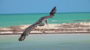 Ağır çekim, Close Up: balık güzel bir zümrüt denizde av Meksika Yucatan yarımadasında aç vahşi pelikan. Yabani kuş kafası, ilk yemek yakalamak için suya dalan gökten düşüyor
