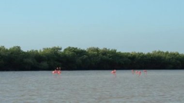 Pembe flamingolar büyümüş mangrov bataklık içinde güneşli Rio Lagartos lagün, Meksika sığ suda yiyecek ararken çarpıcı bir grup. Vahşi flamingoları gölet ve göllerde yosun yiyen bir çamurlu nehir Haliç