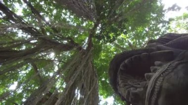 Düşük açılı, Close Up: güneşli geçilmez ilkel maymun orman ormanda Ubud, Bali büyük antik ağaca asılı Woody yaklaşık. Dragon Köprüsü yakınlarında antik Hint inciri ağacı üzerinde güzel karışık üzüm