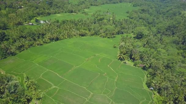 Aerial Voando Acima Arrozal Lindo Meio Densa Selva Palmeira Verde — Vídeo de Stock