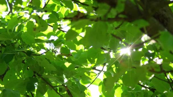 Lassú mozgás közelről: Napsugarak átszűrődő buja zöld levelek, ágak, fa előtetők. Meleg tavaszi nap besütött a fa almaültetvényben zöld lombok. A friss levelek tetőzik beszűrődik