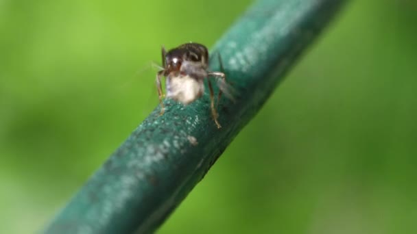 特写马可波罗 在阳光明媚的日子里 小黑蚂蚁沿着绿色的绳子攀爬 在阳光明媚的夏天 黑工蚁沿着他们的小路走着 — 图库视频影像
