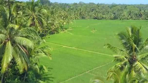 放大效果 飞越美丽的稻田在阳光明媚的巴厘岛郁郁葱葱的棕榈树森林 华丽平坦的稻田在 Tegalalang 印尼乌布的令人惊叹的稻米梯田 — 图库视频影像
