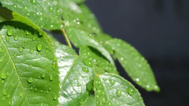 슬로우 가까이 Dof 물방울 따뜻한 햇빛에 반짝이 나뭇잎 빗방울이입니다 화창한 — 비디오