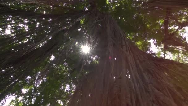 Low Angle View Close Viñas Selva Que Cuelgan Exuberante Árbol — Vídeo de stock