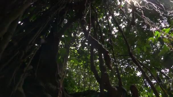 低角度视图 根木质攀岩植物爬上树干 以达到阳光 阳光穿透原始雨林郁郁葱葱的绿色树冠 挂在榕树上的丛林藤蔓 — 图库视频影像