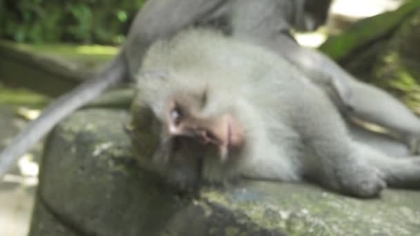 Close Blurred Portrait Deux Singes Balinais Sauvages Toilettant Dans Jungle — Video