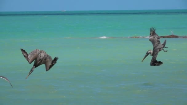 スローモーション近くを群れ食べ物を探して素晴らしいエメラルド海の上空を飛んでいる空腹のペリカン 野生の鳥は魚を捕まえるため海に落とします シーガルの獲物を盗もうとして — ストック動画