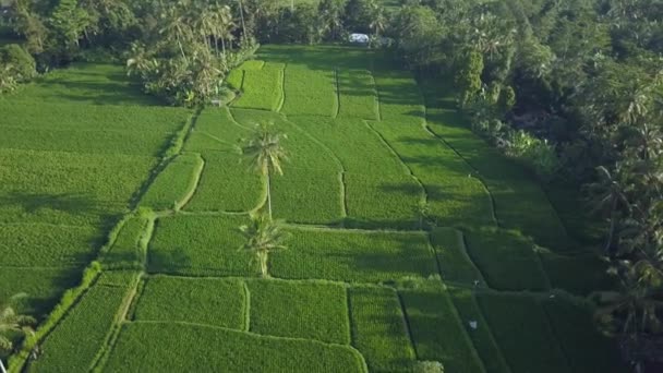 Aerial Flying Beautiful Flat Rice Paddy Field Surrounded Lush Green — Stock Video