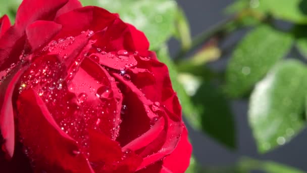 慢动作关闭剂量 在阳光明媚的日子里 鲜雨滴落在美丽盛开的玫瑰花上 春天在开花的时候下雨 春雨后红色天鹅绒玫瑰花上闪闪发光的水滴 — 图库视频影像