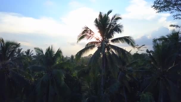 航空写真 別荘と緻密なヤシの緑豊かなジャングルを見事な霧の朝の広大な水田農業の小さな村で高級観光リゾートのバンガロー ウブド バリ島の棚田 — ストック動画