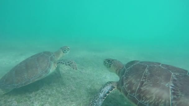Onderwater Slowmotion Close Groene Zeeschildpad Paar Zwemmen Kristalheldere Oceaan Lagune — Stockvideo