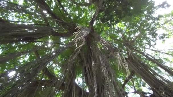 レンズ フレアのローアングル アップ閉じる Liana 植物ウブド バリ島の日当たりの良いモンキー フォレスト ジャングルで巨大な古い木からぶら下がっています 熱帯雨林における古代のガジュマルの木に美しいもつれたブドウの木 — ストック動画