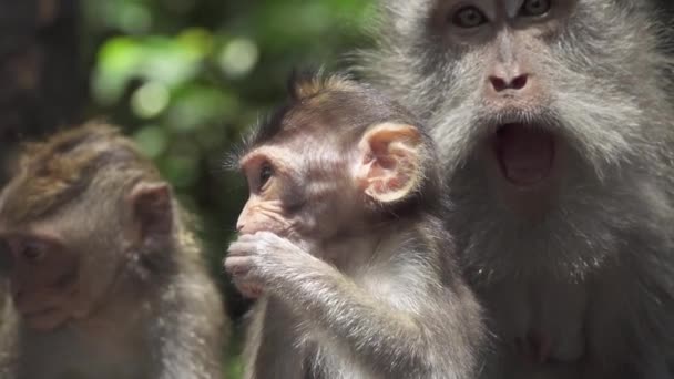 CLOSE UP: portré aranyos kis majom csecsemők és anya napsütötte Monkey Forest Ubud, Bali, Indonézia. Gyönyörű makákó család a vadonban. Csecsemők és nőstény makaca hűtés buja zöld dzsungelben