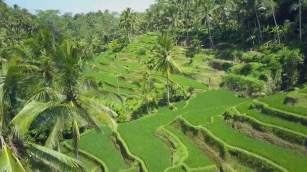 Aerial Flying Gorgeous Verdant Rice Paddies Surrounded Lush Palm Tree — Stock Video