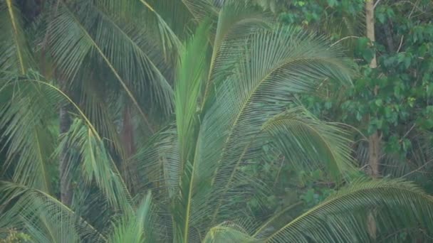 Slowmotion Close Detail Van Regendruppels Vallen Neer Weelderige Groene Palm — Stockvideo