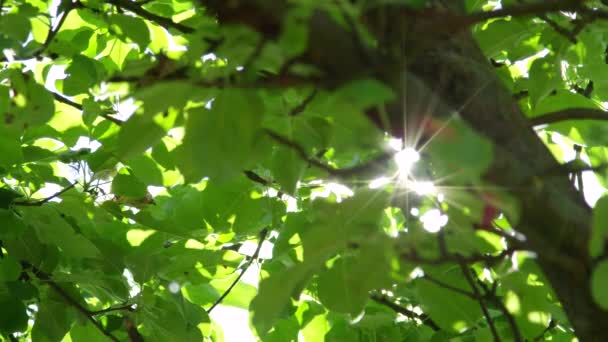 Slow Motion Close Zonnestralen Schijnt Door Weelderige Groene Bladeren Takken — Stockvideo