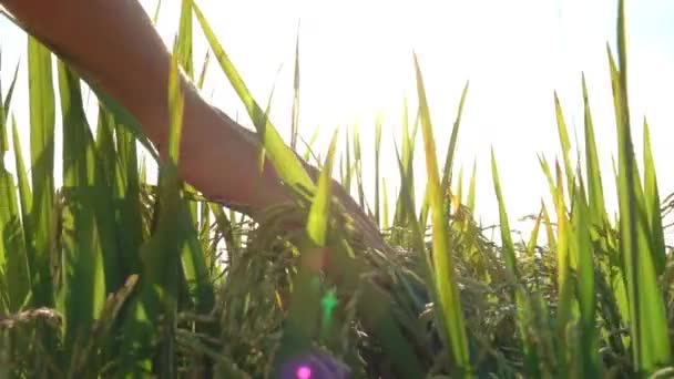 Slow Motion Close Lens Flare Rice Vrouwelijke Hand Aanraken Van — Stockvideo