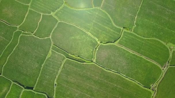 Aerial Top Flying Gorgeous Irrigated Rice Paddy Lush Green Palm — Stock Video