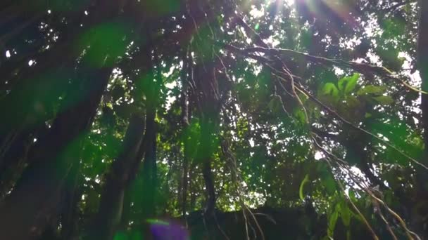 Niedrige Blickwinkel Nahaufnahme Verwurzelte Holzige Lianen Die Den Baumstamm Hinaufklettern — Stockvideo