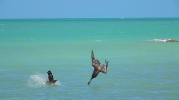 慢动作 两个饥饿的野生球鸟在墨西哥尤卡坦半岛美丽的翡翠海中捕鱼 从天上下来的野生一头扎进水中吃一顿饭 — 图库视频影像