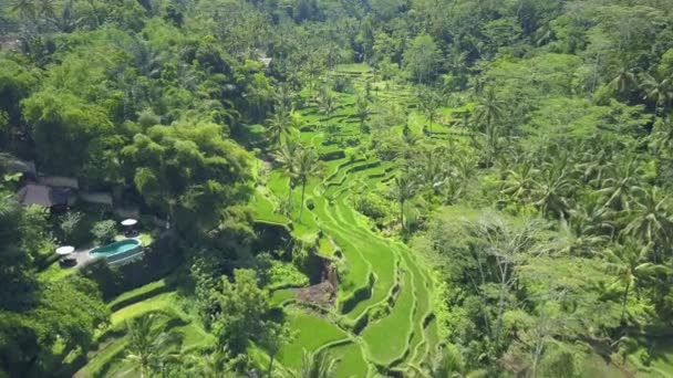 航空写真 上を飛んで高級ヴィラで豪華なヤシの木のジャングルと日当たりの良いトロピカル バリ島の美しい棚田を見渡すインフィニティ プール 農園の田んぼの上の丘の上のバンガロー — ストック動画