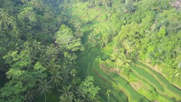 航空写真 霧の熱帯雨林の緑豊かなヤシの木に囲まれた美しい起伏のある棚田の上を飛んでください ジャングルの中で日当たりの良い丘の中腹に浸水棚田 水田稲作のプランテーション — ストック動画