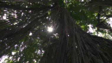 Yemyeşil ağaç üst büyümüş geçilmez ilkel yağmur ormanlarında asılı kadar düşük açılı görünümü yakın orman üzüm. Delici yemyeşil orman bitki örtüsü antik dallarda bitkiler tırmanma üzerinde parlayan güneş ışınları