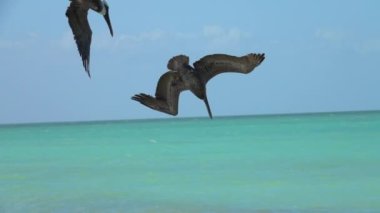 Ağır çekim, Close Up: İki aç yabani Pelikan güzel bir zümrüt deniz Meksika Yucatan yarımadasında hunt balık. Bir yemek yakalamak için suya dalan gökten inen vahşi Pelikan