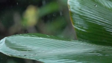 Ağır çekim, Close Up: Ağır yaz muson yağış sırasında gür yeşil muz palmiye yaprağına yağan yağmur damlaları detayını. Waterdrops çamaşır ağaç bitki örtüsü. Bahçede yeşil yaprakları dökülen yağmur