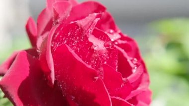 Dof kadar yavaş hareket yakın: Taze yağmur suyu güzel çiçek gül çiçek güneşli günde yağmur düşer. Çiçek açan baharda düşen yağmur damlaları. Kırmızı kadife bırakarak küçük su damlacıkları çiçek gül
