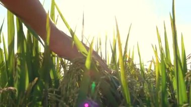 Ağır çekim yakın Up, Lens Flare: güzel dokunaklı el muhteşem altın ışık doğarken bitkiler pirinç. Pirinç bitkileri organik tarım Asya üzerinde büyüyen sevecen bir kadın. Gün batımında sallanan pirinç yaprakları