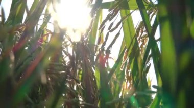 Makro yakın Up, düşük görüş açısı, Dof, Lens Flare: güzel olgun parlayan güneş gür yeşil pirinç çeltik alan üzerinde büyüyen pirinç bitki tohumları ekin. Muhteşem pirinç kulaklar, sulu bıçaklar ve yemyeşil yaprakları
