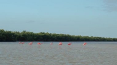 Yakın: Pembe flamingolar sığ su geçiş geniş çamurlu nehir, Haliç deniz için yürüyüş bir gurup. Yemyeşil mangrov bataklık içinde güneşli Rio Lagartos lagün, Meksika yılında gölet ve göllerde vahşi flamingo kuşları