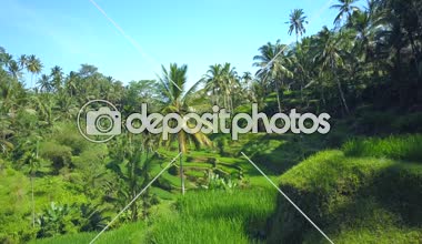 Hava yakın: dalgalı yeşil pirinç terasları ve Tegalalang, Bali, Endonezya, Hindistan cevizi palmiye ağaçları arasında uçan. Mesafe içine yuvarlanan pirinç terasları çarpıcı. Pirinç büyüyen tarım alanları