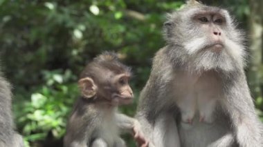 Yakın: muz yemek uzun kuyruklu şirin Balinese maymun aile. Bebek makak güneşli maymun orman Ubud, Bali, Endonezya gıda çiğnemek. Kadın macaca bebek maymun yemyeşil büyümüş doğada besleme