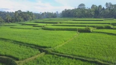 Hava: muhteşem pirinç çeltik alanları yoğun büyümüş palmiye ağacı orman yukarıda Puslu güneşli sabahı uçan. Parlak yeşil pirinç terasları Ubud, Bali yemyeşil yağmur ormanları ormanda tarım tarım arazileri üzerinde