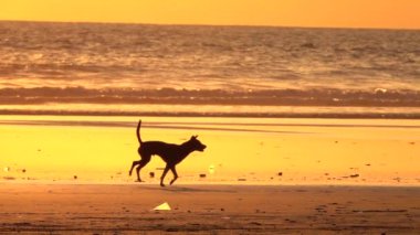 Ağır çekim, Close Up, siluet: kumlu plaj boyunca inanılmaz Altın ışık günbatımı güneşli Bali adasında çalışan mutlu aile içi evcil köpek. Oynak azman köpek üzerinde gündoğumu, güzel deniz kıyısı