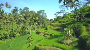 Hava yakın: dalgalı yeşil pirinç terasları ve Hindistan cevizi palmiye ağaçları arasında Tegallalang, Bali, Endonezya bir tepe üzerinde uçan. Pirinç büyüyen geleneksel tarım alanları üzerinde çarpıcı pirinç terasları