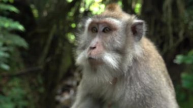 Yakın kadar bulanık odaklı portresi doğal ortamlarında güzel vahşi Balinese maymun. Ayrıntı kıllı ve sevimli uzun kuyruklu makak Maymunu maymun orman Ubud, Bali bir yüz. Macaca primat ormanda