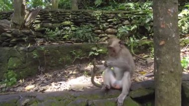 Yakın: Kendini temizleme taş duvarda oturan erkek Balinese maymun kıçlı makak portresi. Kendini kutsal maymun orman Ubud, Bali damat meraklı vahşi macaca. Endonezya ormanlarında yaban hayatı