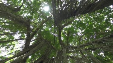 Düşük görüş açısı kapat: orman üzüm yemyeşil banyan treetop büyümüş ilkel yağmur ormanlarında asılı. Delici yemyeşil orman bitki örtüsü antik dallarda bitkiler tırmanma üzerinde parlayan güneş ışınları