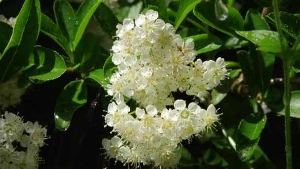 슬로우 가까이 Dof 화창한 Elderberry 화이트 따뜻한 정원에서 Elderflower 나뭇가지 — 비디오