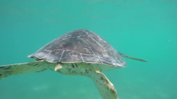 Agua Subvendedor Moción Lenta Cerrar Tortuga Verde Nadando Laguna Del — Vídeos de Stock